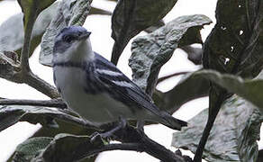 Cerulean Warbler