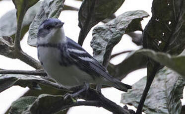 Paruline azurée