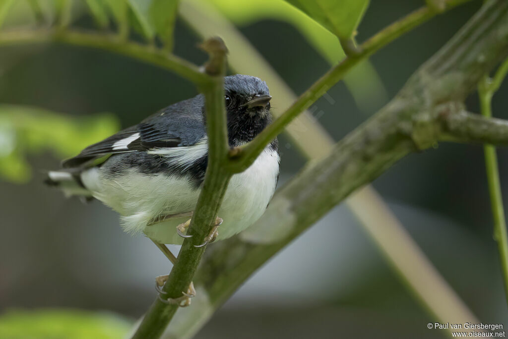 Paruline bleueadulte