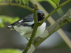 Black-throated Blue Warbler