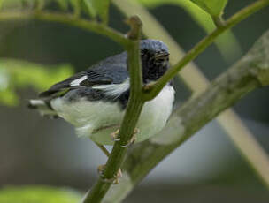 Paruline bleue