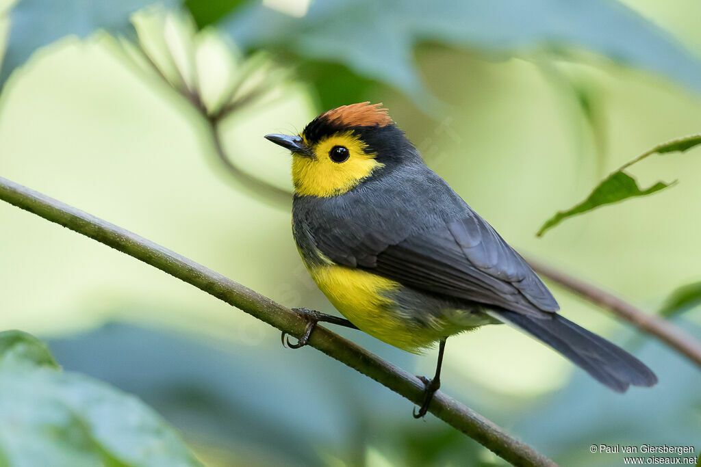 Collared Whitestartadult