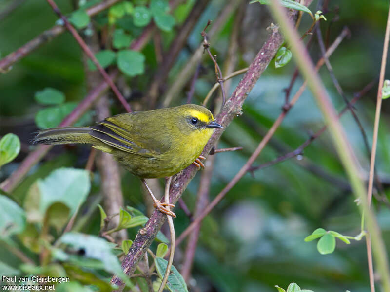 Citrine Warbleradult, identification