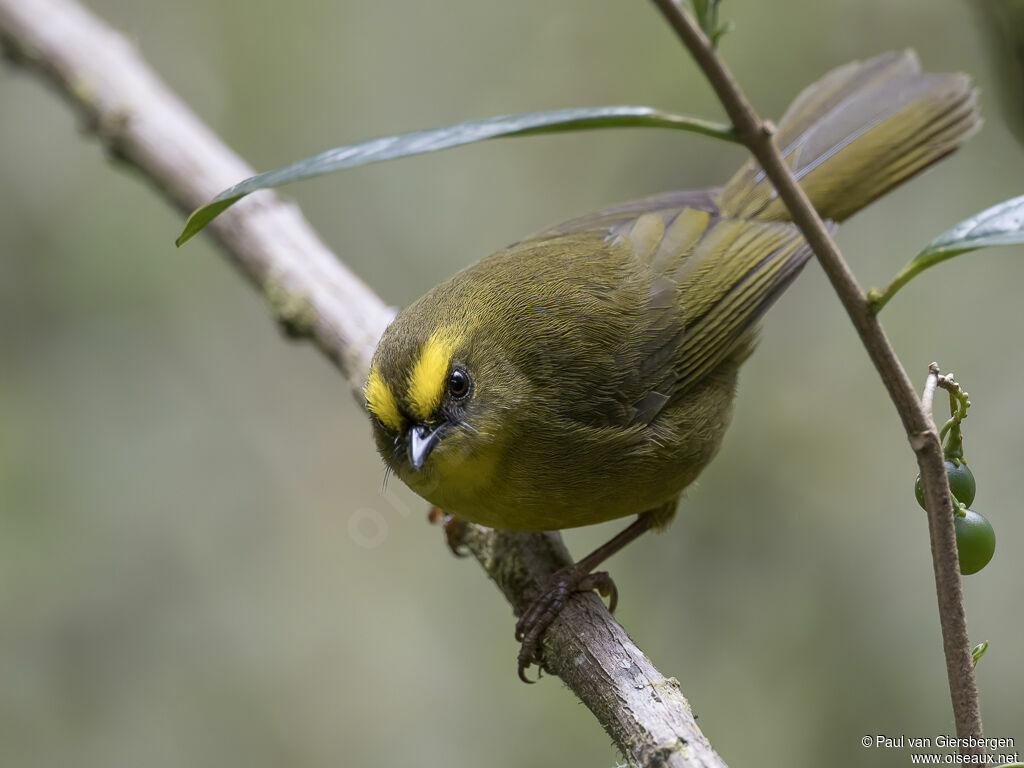 Paruline citrineadulte