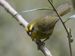 Citrine Warbler