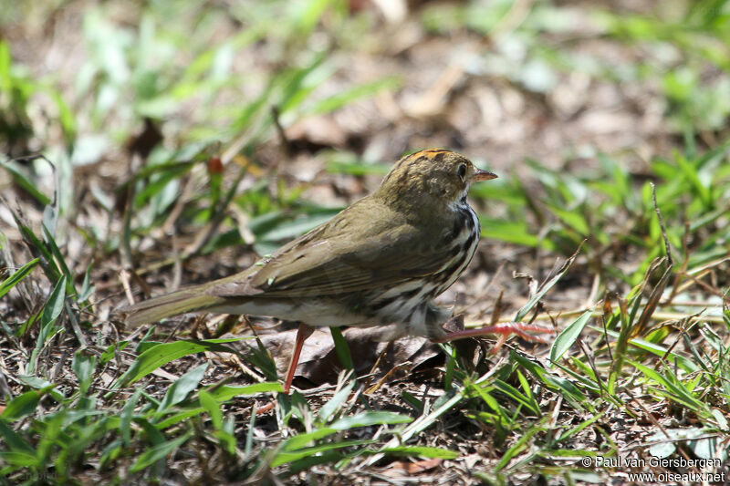 Ovenbird