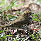Paruline couronnée