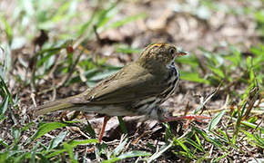 Ovenbird