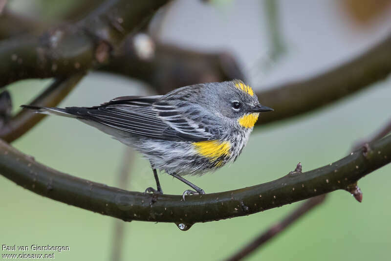 Paruline d'Audubon femelle adulte, identification