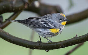 Audubon's Warbler