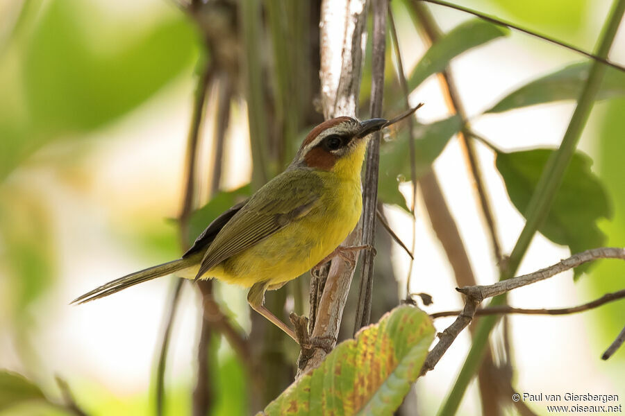 Paruline de Delattreadulte, identification