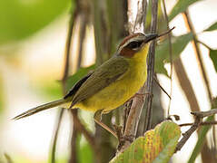 Chestnut-capped Warbler