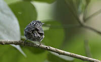 Paruline de Jamaïque