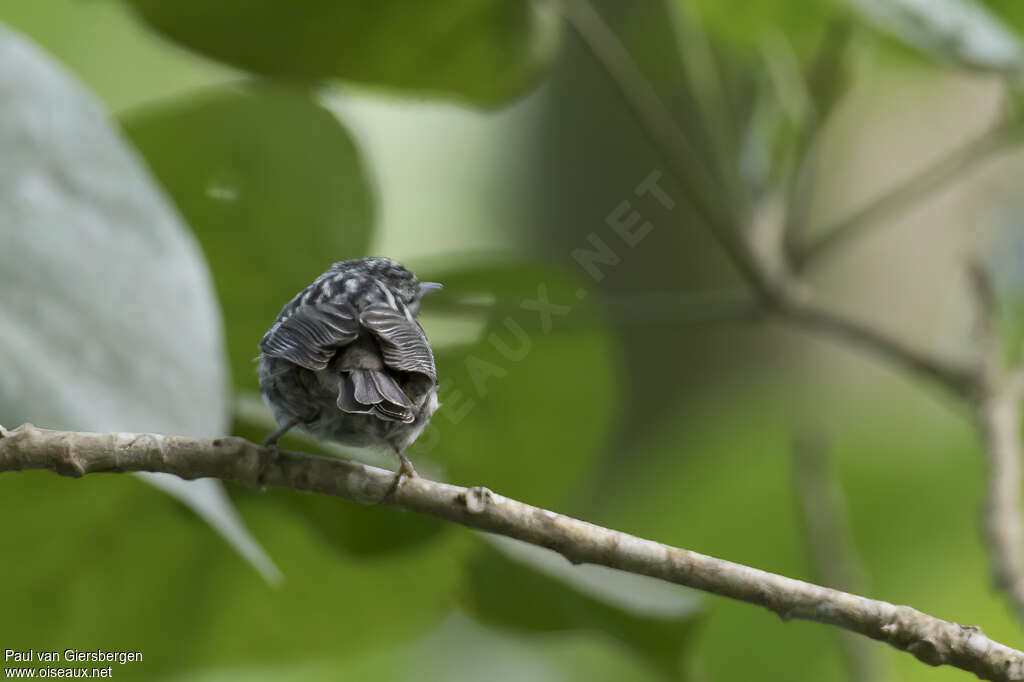 Paruline de la Jamaïqueadulte, identification