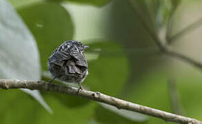 Arrowhead Warbler