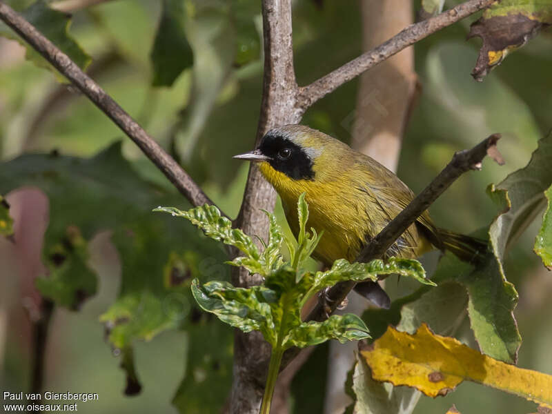 Hooded Yellowthroat male adult, identification