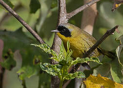 Hooded Yellowthroat