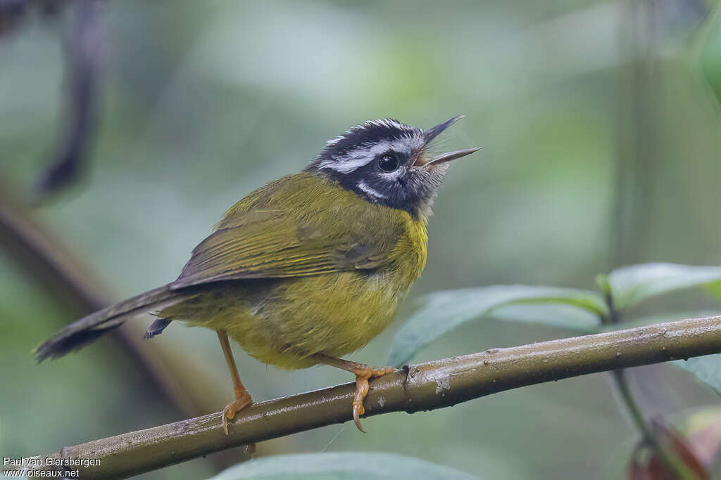 Paruline de Santa Marta