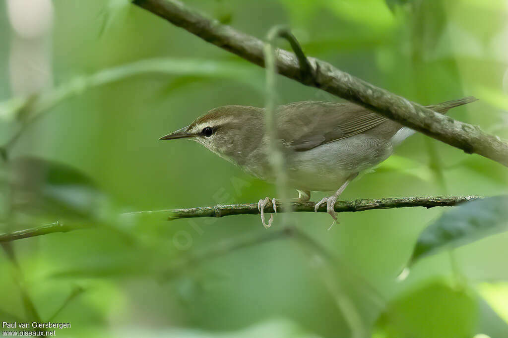 Swainson's Warbleradult, identification