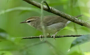 Swainson's Warbler