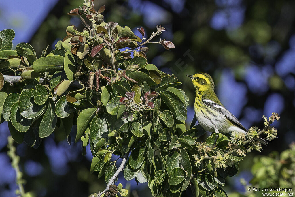 Townsend's Warbleradult