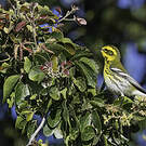 Paruline de Townsend