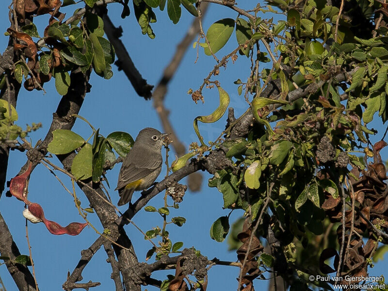 Virginia's Warbler