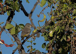 Virginia's Warbler