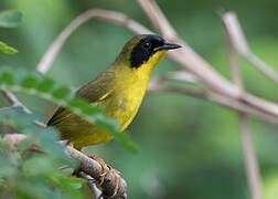 Olive-crowned Yellowthroat