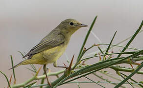 Mangrove Warbler