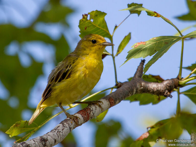 Mangrove Warbler