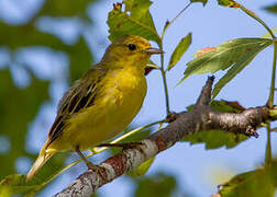 Mangrove Warbler