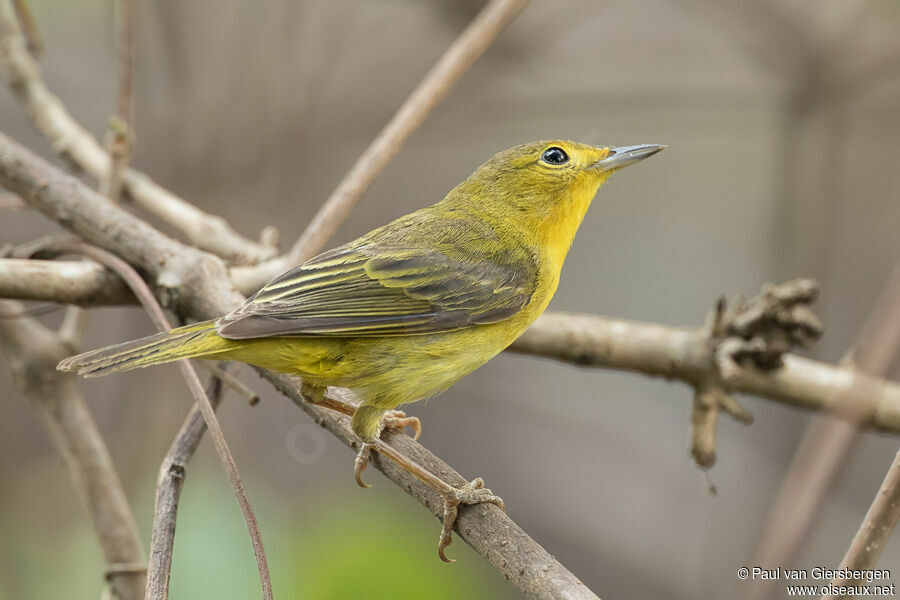 Mangrove Warbler female adult