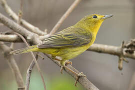 Mangrove Warbler