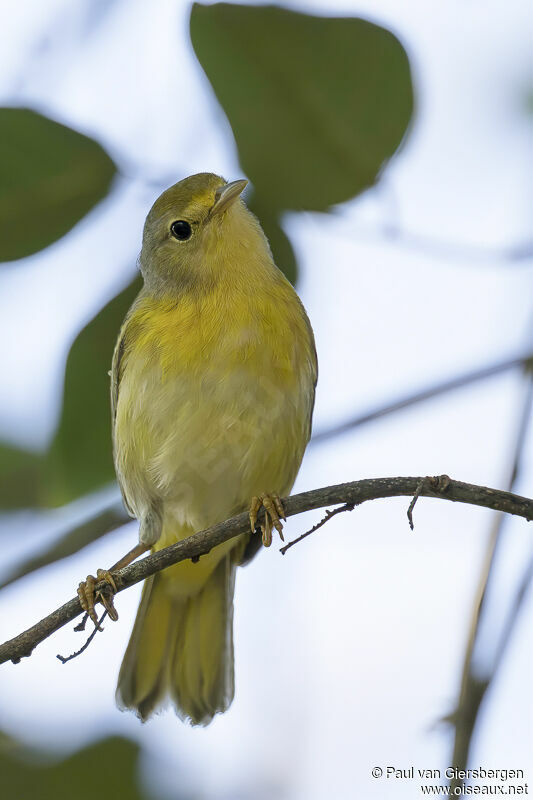 Paruline des mangrovesadulte