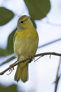 Mangrove Warbler