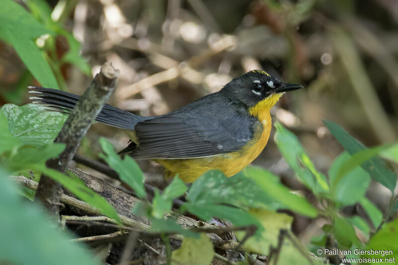 Fan-tailed Warbler