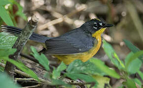 Fan-tailed Warbler