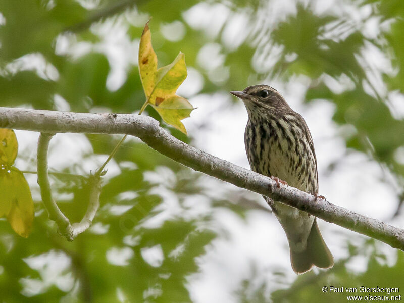 Northern Waterthrush