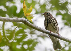 Northern Waterthrush