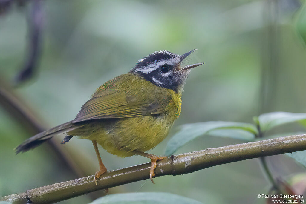 Santa Marta Warbleradult