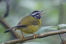 Santa Marta Warbler