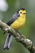 Golden-fronted Whitestart