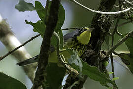 Canada Warbler