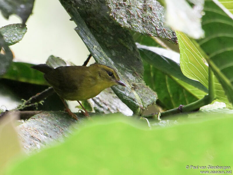 Paruline du Chocó