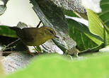 Paruline du Chocó