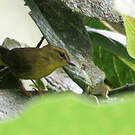 Paruline du Chocó
