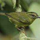 Paruline du Chocó