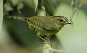 Choco Warbler