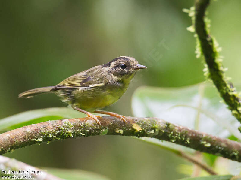 Paruline du Costa Rica